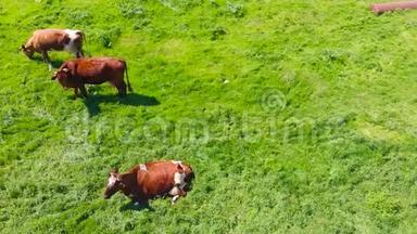 牧场上一片绿油油的草地上，一群牛在嚼草